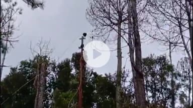 कांडा: चनपुर कांडा स्टेशन में 33KV विद्युत लाइन पर गिरा पेड़, सैकड़ों गांवों की विद्युत सेवा ठप्प