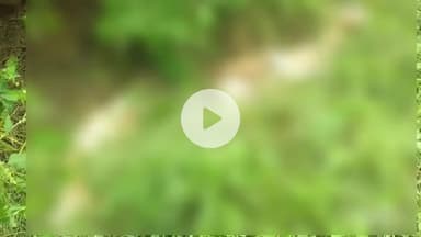 कोल: क्वार्सी में गौकशी का मामला आया सामने, गोवंश के अवशेष मिलने पर हिंदूवादी संगठन में आक्रोश, कार्रवाई की मांग