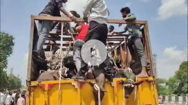 मथुरा: दिल्ली आगरा राष्ट्रीय राजमार्ग पर थाना हाईवे के समीप मवेशियों से भरा ट्रक पकड़ा गया, मचा हड़कंप