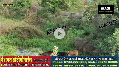 खंडवा शहर में कुत्तों के आतंक का एक और वीडियो आया सामने.देख कर दहशत में आ जाएंगे आप