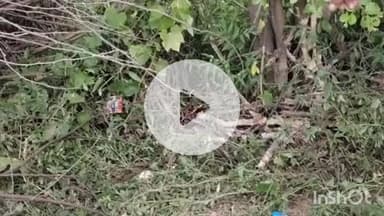 ब्यौहारी: पपौंध अंबेडकर तिराहे के पास बाइक की टक्कर से दूसरी बाइक खंभे से टकराई, युवक की मौत