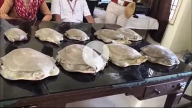 गया टाउन सीडी ब्लॉक: गया: RPF टीम ने कालका मेल से कछुआ बरामद किया, वन विभाग को सौंपा