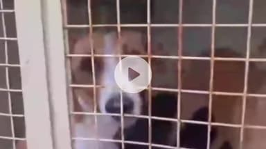 खंडवा नगर: खंडवा: कुत्तों के हमलों पर निगम की बड़ी कार्रवाई, कई लोग हुए थे घायल