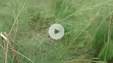 சவுக்கு மரக்கன்றுகளை வெட்டி சாய்த்த மர்ம  நபர்கள் ..காட்டுக்கோட்டை அருகே போலீசார் விசாரணை