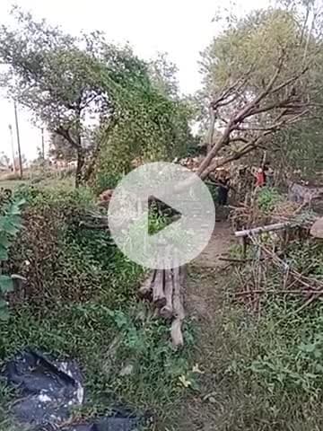 नाम इतवारी साहू ग्राम देवरी सेगरान 
इन्हीं का पेड़ है बाबुल का