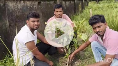 पतरघट: पतरघट के रहीम टोला कब्रिस्तान में युवाओं ने अभियान चलाकर 500 पौधे लगाए