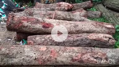 शिकारीपाड़ा: वन विभाग की बड़ी कार्रवाई: अंबाजोड़ा के पास लकड़ी लदे 3 मोटरसाइकिल ज़ब्त