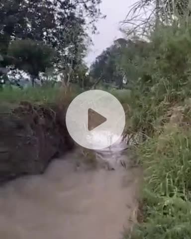 बिल्हौर: शिवराजपुर ब्लॉक के भौनतपुर गांव में रजबहे की पटरी फटी, मक्का की कई बीघा फसल डूबी