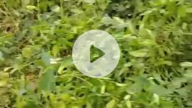 प्रतापगढ़: देल्हूपुर के झालिया पवारपुर में दिनदहाड़े चोरी, जेवर और नकदी हुई चोरी