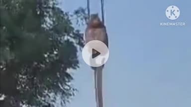 दौसा: कांदोली के समीप हाई टेंशन लाइन से टच हुई ईसरदा प्रोजेक्ट का पाइप डालते समय क्रेन से मजदूर की हुई मौत, ड्राइवर बचा