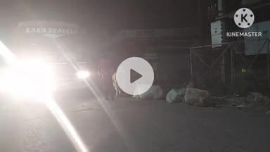 चंदेरी: आवारा मवेशियों के कारण वाहन चालक होते हैं परेशान, जवाबदार अधिकारी नहीं दे रहे इस ओर कोई ध्यान #jansamasya