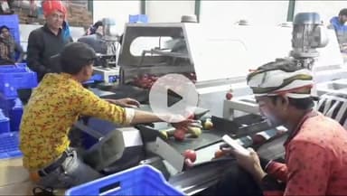 भटवाड़ी: सरकार ने हर्षिल घाटी के काश्तकारों के लिए सेब का न्यूनतम समर्थन मूल्य तय किया