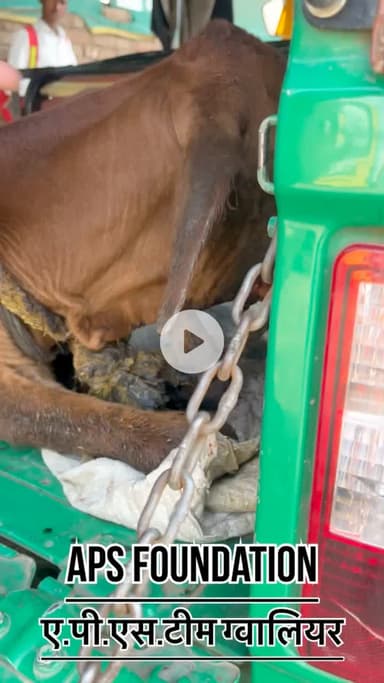 इनके मालिक की गलती से हुआ इतना बड़ा हादसा..!

Respect Girls help poor help animals 

#apsgurjar #viral #gwalior