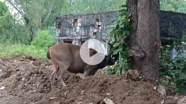 लाडपुरा: कोटा के एमबीएस अस्पताल में अफरा-तफरी, आर्मी एरिया से भटककर मोर्चरी के पास पहुंचा विशाल काय बारहसिंगा, लोगों में हलचल