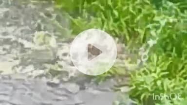 बुदनी: नगर में दो माह से दहशत फैलाने वाले मगरमच्छ को वन विभाग ने देर रात किया रेस्क्यू