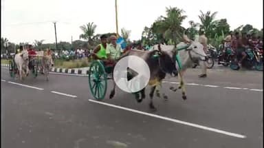 திருவையாறு: சீறிப்பாய்ந்த மாட்டு வண்டிகள் : தமிழக துணை முதல் பிறந்த நாளை ஒட்டி திருவையாறு மாட்டு வண்டி பந்தயம்