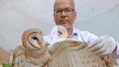सागर नगर: सागर में मिला दुर्लभ सफेद उल्लू, तांत्रिकों की रहती है नज़र, पक्षी प्रेमी ने जंगल में छोड़ा