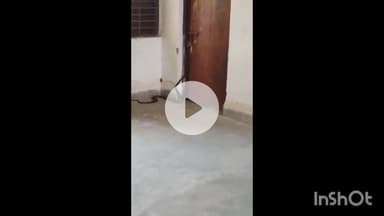 धार: धार पॉलीटेक्निक बॉयज हॉस्टल में घुसा 7 फीट लंबा सांप, छात्रों में दहशत