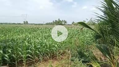 நிலத்தை அளவீடு செய்ய 25 ஆயிரம் ரூபாய் லஞ்சம் பெற்ற விஏஓ கைது ...காட்டுக்கொட்டாய் பகுதியில் லஞ்ச ஒழிப்பு போலீசார் நடவடிக்கை.