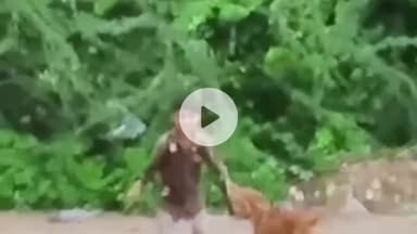 लोहरदगा: झखरा चमरू गांव: 6 वर्षीय बच्चे पर पागल कुत्ते का हमला, इंजेक्शन से डरकर अस्पताल से भागा