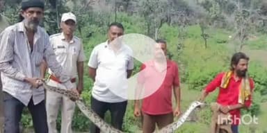 बाली: नाणा में घर में घुसा 12 फीट लंबा अजगर, बकरी के बच्चे को निगला, वन विभाग की टीम ने किया रेस्क्यू