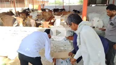 Mahakali dham seva sansthan Churu ki or se gou Mata ko gur khilaya gaya