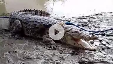 मुंगेर: गंगा पार हरिनमार दियारा में गंडक नदी से निकले मेहंदी धार में मछुआरे के जाल में फंसा विशाल मगरमच्छ