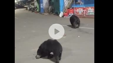 குந்தா: மஞ்சூர் கடைவீதியில் குட்டிகளுடன் உலா வந்த கரடி