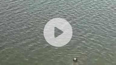 दीगोद: बूढादीत थाना इलाके की काली सिंध नदी में युवक ने आत्महत्या के इरादे से लगाई छलांग, पुलिस ने ग्रामीणों की मदद से बचाया