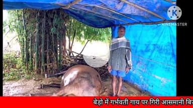 बेरो: बेड़ो में गर्भवती गाय पर गिरी आसमानी बिजली, किसान का सपना टूटा, मुआवज़े का मिला दिलासा