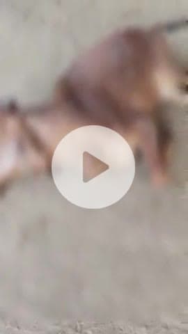 भीलवाड़ा: लम्पी रोग से भीलवाड़ा में हुई गौवंश की पहली मौत, गौ सेवकों में निराशा छा गई