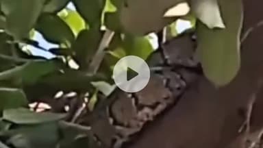 रक्सौल: रक्सौल कोइरियाटोला नहर चौक पर मंगलवार को एक विशालकाय अजगर दिखाई दिया, पेड़ पर लिपटा देख स्थानीय लोगों में हड़कंप