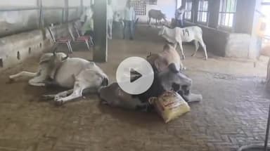 भिवानी: श्राद्ध अमावस्या पर ज़िले में अधिक रोटी खाने से 48 गाय बीमार, 17 की दर्दनाक मौत: गौ रक्षा दल प्रधान संजय