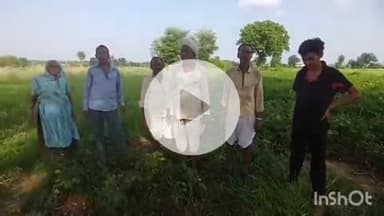 बांसवाड़ा: कुपड़ा कस्बे में खड़ी सोयाबीन फसलों में खुले पशुओं को छोड़ने को लेकर किसानों ने जताया आक्रोश