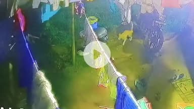 रातू: चाला टोली बस्ती में दिखा बाघ, क्षेत्र के लोग दहशत में