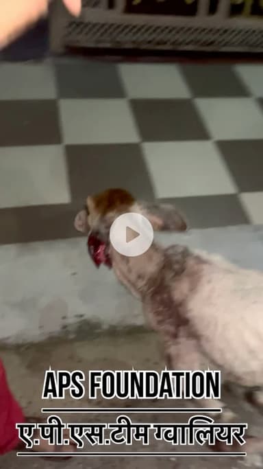 उसके कानों में कीड़े पड़ गए और लोगों ने भी उसका खूब साथ दिया ..! 
Respect Girls help poor help animals 

#apsgurjar #viral #gwalior