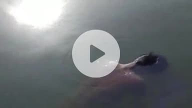 पीपलदा: खातोली क्षेत्र के धार्मिक स्थल छूआरी की पार्वती नदी में डूबे युवकों में से एक का शव मिला, 2 की तलाश जारी