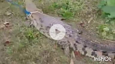 मुंगेर: तारापुर दियारा में मछुआरों के जाल में फंसा घड़ियाल, वन विभाग ने गंगा में छोड़ा