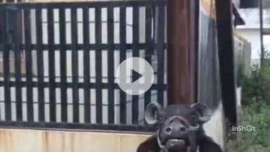 महू डोंगर गांव सिद्दकी नगर में बिजली के पोल में करंट से भैंस की मौत