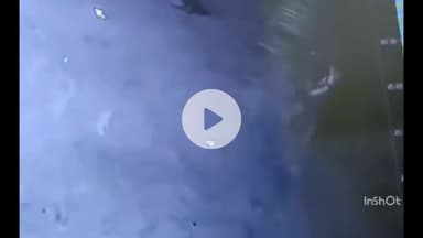 महू: स्ट्रीट डॉग के झुंड का महिला पर हमला, सीसीटीवी में कैद, महिला का इलाज जारी