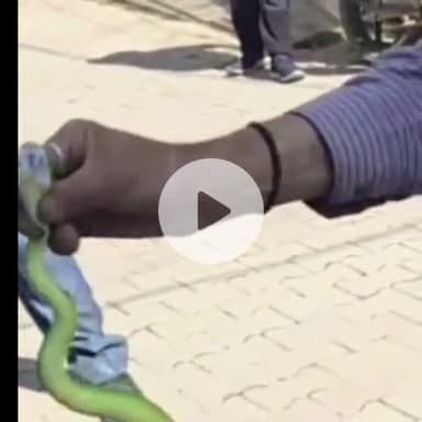 सोलन: सोलन शहर के देवघाट में लकड़ी के स्टोर में घात लगाए बैठा ग्रीन रसेल वाइपर, रेस्क्यूअर पंजाबी खान ने किया रेस्क्यू