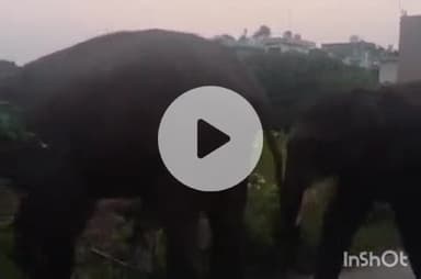 हरिद्वार: जगजीतपुर की वसुंधरा एनक्लेव कॉलोनी में पहुंचे जंगली हाथी, लोगों में हड़कंप