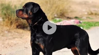 देहरादून: जाखन क्षेत्र में खूंखार कुत्तों के हमले में घायल के इलाज पर आठ लाख रुपये खर्च, मालिक पर केवल 1000 रुपये का जुर्माना