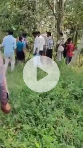 बीसलपुर: विधिपुर गांव में खेतों के बीच पहुंचे तेंदुए ने फैलाई दहशत, भैंस को बनाया शिकार