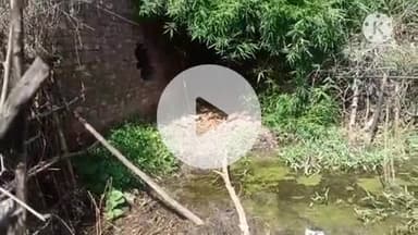 खुरई: देहात थाना के बनहट में घर की दीवार तोड़कर 50 बकरियों की चोरी, एक बकरी चकमा देकर लौटी