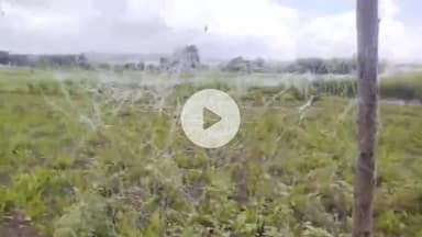 सागर नगर: सब्जियों को पक्षियों से बचाने का अनोखा प्रयास, कम लागत में खेत सुरक्षित और पक्षियों का संरक्षण भी