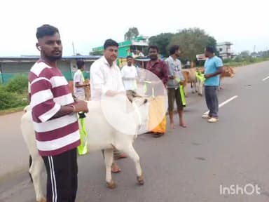जगदलपुर: मारकेल में मवेशियों की सड़क दुर्घटनाओं से आकस्मिक मृत्यु रोकने के लिए गौसेवकों और पुलिस ने गले में रेडियम पट्टी लगवाई