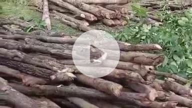 चौपारण: भगहर पंचायत में ग्रामीणों ने वन विभाग पर लगाए गंभीर आरोप, ट्रैक्टर से लकड़ी ले जाते देख भड़के लोग