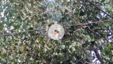 सागर नगर: रामबाग मंदिर के पास हाई टेंशन लाइन से पीपल के पेड़ में लगी आग, बड़ा हादसा टला