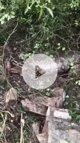 बाह: प्यारमपुरा गांव में विशालकाय अजगर ने बकरी को निगला, वीडियो हुआ वायरल